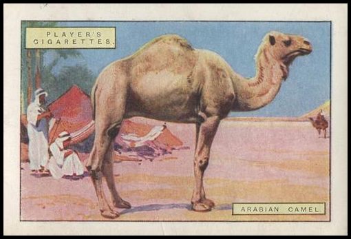 2 Arabian Camel